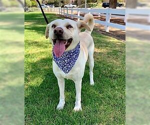 Maddy - Female Labrador Retriever-Unknown Mix Dog for Adoption - Photo #4