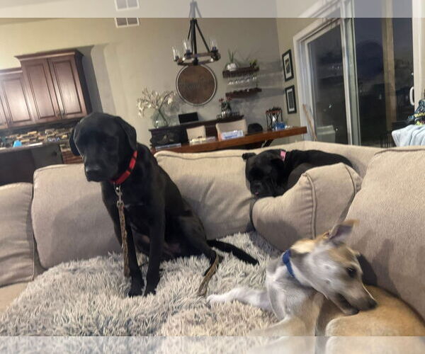 Medium Photo #2 Labrador Retriever-Unknown Mix Puppy For Sale in New London, WI, USA