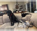 Small #1 Labrador Retriever Mix