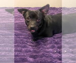 Small Chihuahua Mix