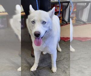 - Mix Dogs for adoption in Fairfield, IL, USA