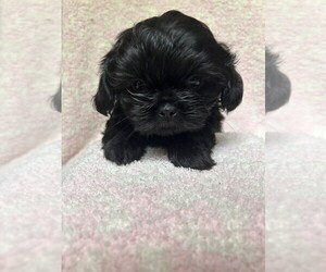 Shih Tzu Litter for sale in DECATUR, TN, USA