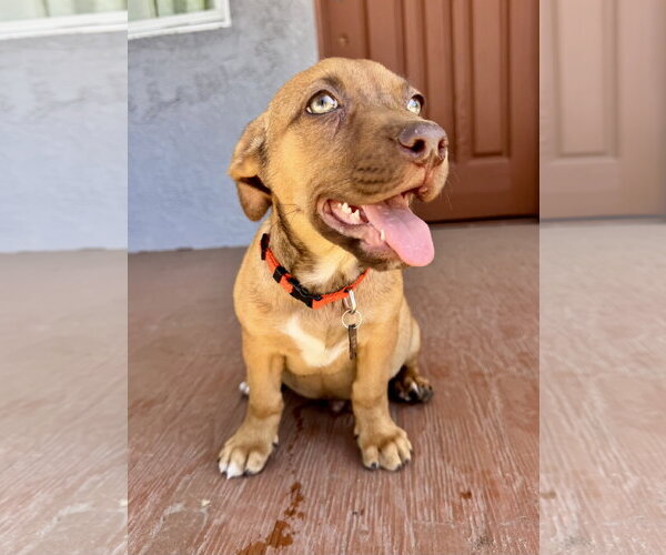 Medium Photo #5 Chihuahua-Unknown Mix Puppy For Sale in Marina Del Rey, CA, USA