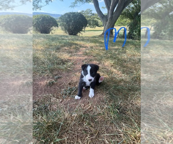 Medium Photo #1 Border Collie Puppy For Sale in PURCELLVILLE, VA, USA