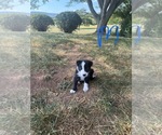 Puppy Black and White Border Collie
