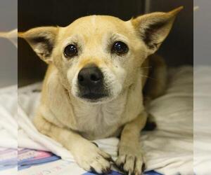 Chihuahua Dogs for adoption in San Antonio, TX, USA