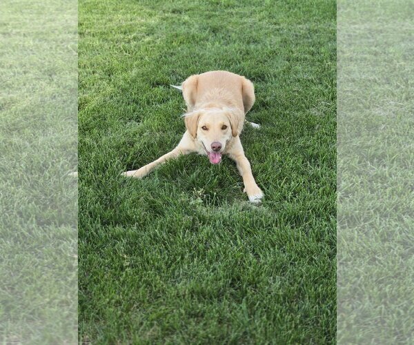 Medium Photo #3 Golden Labrador Puppy For Sale in Minneapolis, MN, USA