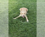 Small #2 Golden Labrador