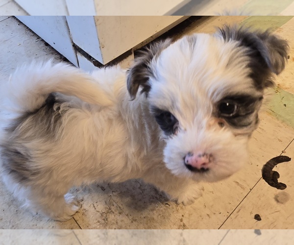 Medium Photo #5 YorkiePoo Puppy For Sale in SPRINGFIELD, OH, USA