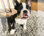 Small Photo #1 French Bulldog Puppy For Sale in HOLLYWOOD, CA, USA