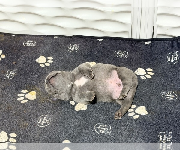 Medium Photo #5 French Bulldog Puppy For Sale in BURLINGTON, WI, USA