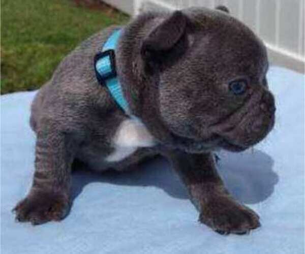 Medium Photo #2 French Bulldog Puppy For Sale in RIVERVIEW, FL, USA