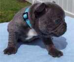 Small Photo #2 French Bulldog Puppy For Sale in RIVERVIEW, FL, USA