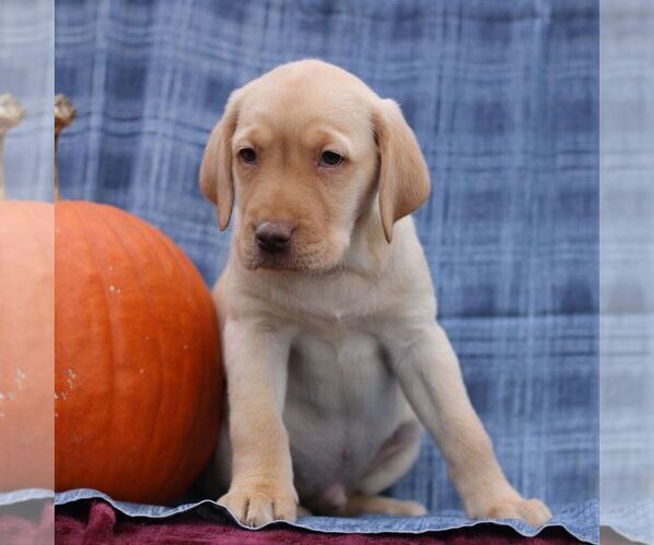 Medium Photo #2 Labrador Retriever Puppy For Sale in ELLIOTTSBURG, PA, USA