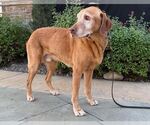 Small #2 Labrador Retriever