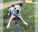Small American Bulldog Mix
