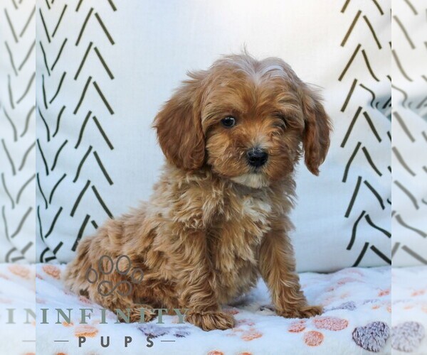 Medium Photo #4 Cavapoo (Miniature) Puppy For Sale in ELIZABETHTOWN, PA, USA