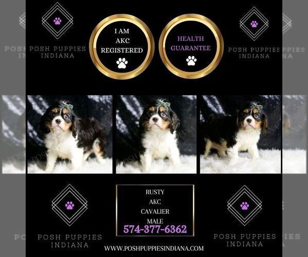 Medium Photo #6 Cavalier King Charles Spaniel Puppy For Sale in WARSAW, IN, USA