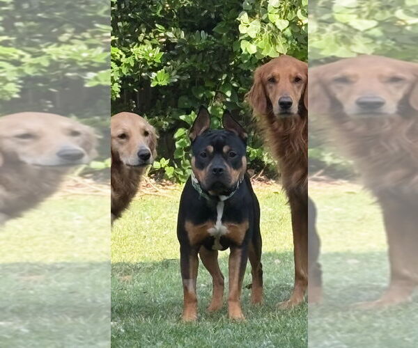 Medium Photo #10 Mutt Puppy For Sale in OKLAHOMA CITY, OK, USA