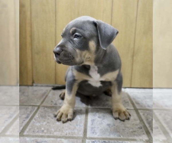 Full screen Photo #3 American Bully Puppy For Sale in EGG HARBOR CITY, NJ, USA