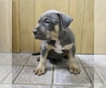 Small Photo #3 American Bully Puppy For Sale in EGG HARBOR CITY, NJ, USA
