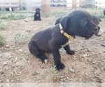Small Photo #9 Cane Corso Puppy For Sale in TRINIDAD, CO, USA