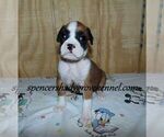 Small #1 Boxer