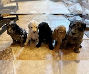 Poodle (Standard) Puppy for sale in SARONA, WI, USA