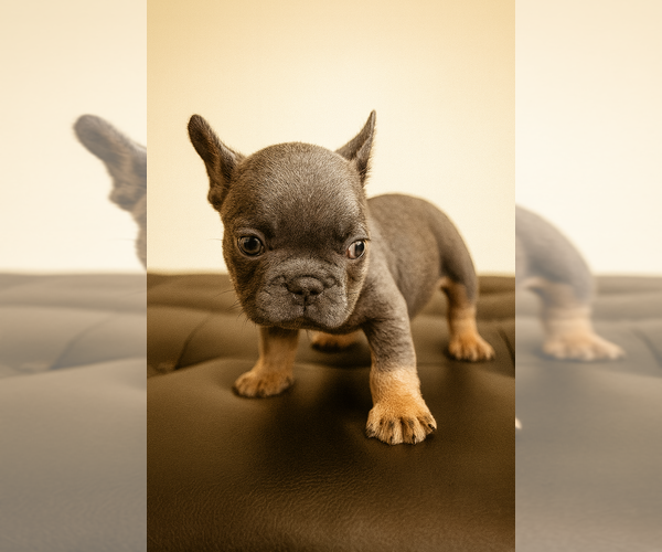 Medium Photo #3 French Bulldog Puppy For Sale in ATLANTA, GA, USA