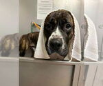 Small #4 American Pit Bull Terrier