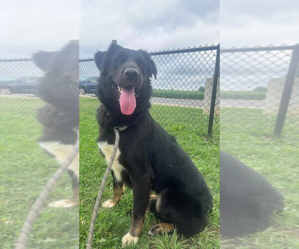 Medium Photo #1 Rottweiler-Unknown Mix Puppy For Sale in Evansville, IN, USA