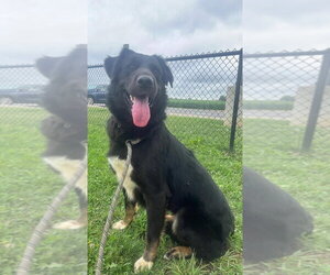 Rottweiler-Unknown Mix Dogs for adoption in Evansville, IN, USA