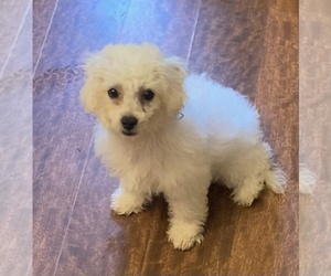 Bichon Frise Puppy for sale in RICHFIELD, OH, USA
