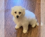 Small Photo #1 Bichon Frise Puppy For Sale in RICHFIELD, OH, USA