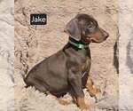 Small #5 Doberman Pinscher