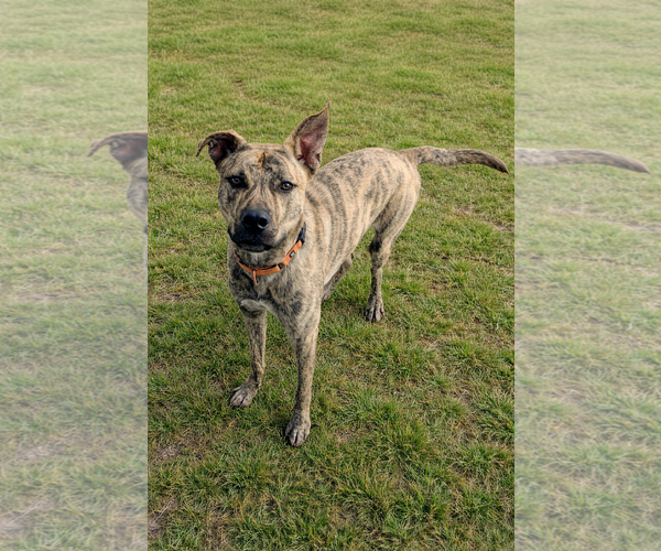 Medium Photo #5 Gerberian Shepsky Puppy For Sale in White Bluff, TN, USA