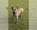 Small #4 Gerberian Shepsky