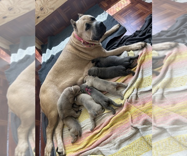 Medium Photo #9 Cane Corso Puppy For Sale in ADDISON, TX, USA