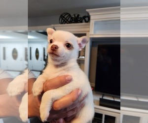 Chiranian Puppy for sale in O FALLON, MO, USA