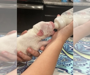 Dogo Argentino Puppy for sale in INMAN, SC, USA