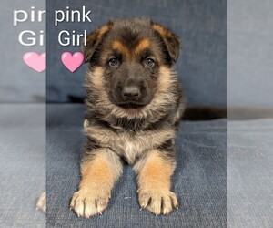 German Shepherd Dog Puppy for sale in BENSON, NC, USA