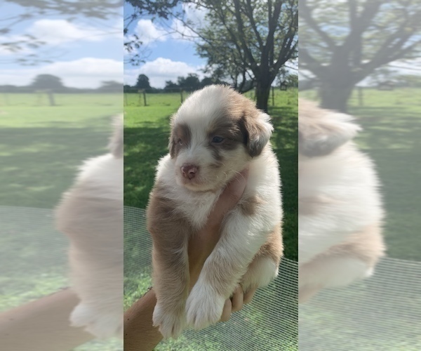 Medium Photo #1 Australian Shepherd Puppy For Sale in CHARLESTOWN, IN, USA