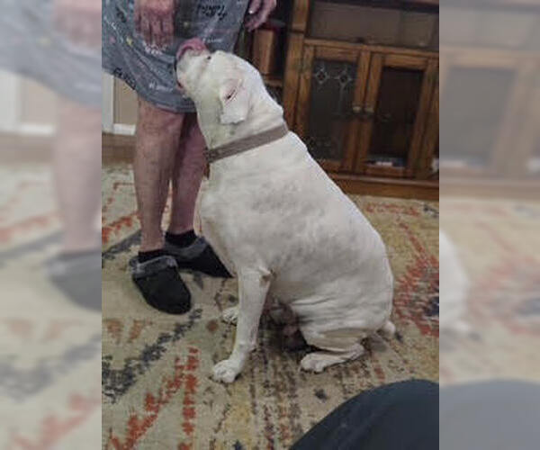 Medium Photo #2 Boxer Puppy For Sale in Austin, TX, USA