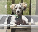 Small #4 Havanese