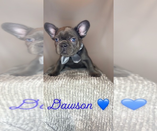 Medium Photo #1 French Bulldog Puppy For Sale in MANCHESTER, NH, USA
