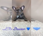 Small Photo #1 French Bulldog Puppy For Sale in MANCHESTER, NH, USA