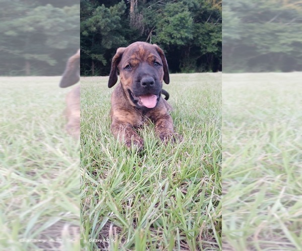 Medium Photo #3 Doberman Pinscher Puppy For Sale in BRANTLEY, AL, USA