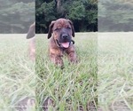 Small #2 Doberman Pinscher
