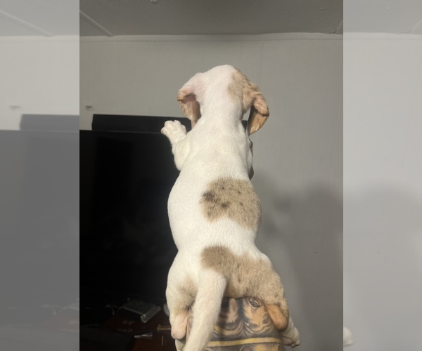 Medium Photo #11 Dachshund Puppy For Sale in ROCK HILL, SC, USA