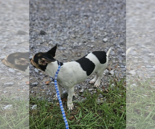 Medium Photo #6 Dachshund-Jack Russell Terrier Mix Puppy For Sale in Wakefield, RI, USA